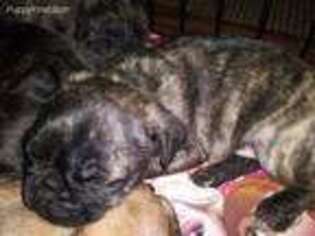 Pug Puppy for sale in Monmouth, OR, USA