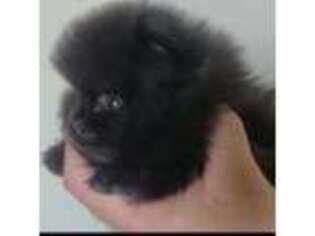 Pomeranian Puppy for sale in Freehold, NJ, USA