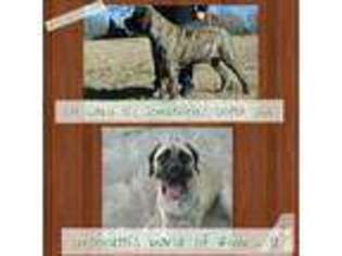 Mastiff Puppy for sale in LESHARA, NE, USA