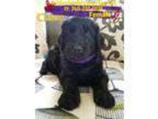 Goldendoodle Puppy for sale in South Point, OH, USA