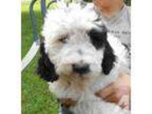 Springerdoodle Puppy for sale in KENT, NY, USA