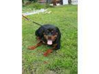 Rottweiler Puppy for sale in Belleview, FL, USA