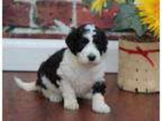 Mutt Puppy for sale in West Baden Springs, IN, USA