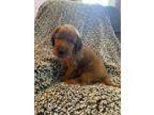 Irish Setter Puppy for sale in Sabula, IA, USA