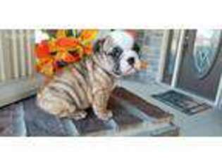 Bulldog Puppy for sale in Cabot, AR, USA