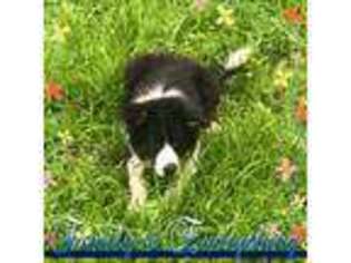 Border Collie Puppy for sale in Gulfport, MS, USA