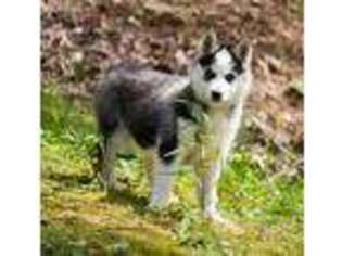 Siberian Husky Puppy for sale in Youngstown, OH, USA