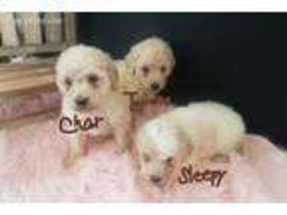 Goldendoodle Puppy for sale in Newport, NE, USA