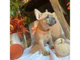 French Bulldog Puppy for sale in Pelham, AL, USA