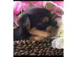 Yorkshire Terrier Puppy for sale in Portales, NM, USA