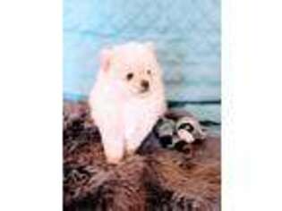 Pomeranian Puppy for sale in Spring Valley, CA, USA