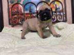 Mastiff Puppy for sale in New London, NC, USA