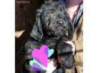 Labradoodle Puppy for sale in Urbana, OH, USA
