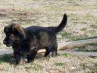 German Shepherd Dog Puppy for sale in Sarcoxie, MO, USA