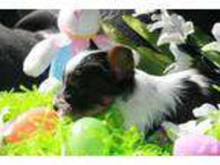 Yorkshire Terrier Puppy for sale in MAYSVILLE, GA, USA