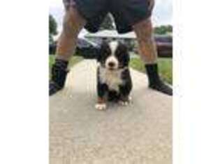 Bernese Mountain Dog Puppy for sale in Bridger, MT, USA