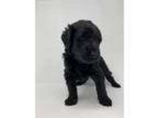 Labradoodle Puppy for sale in Pierson, FL, USA