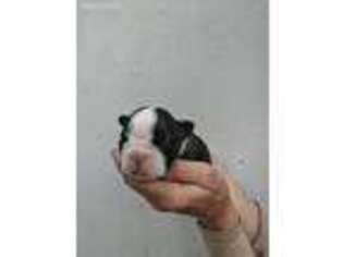 Boston Terrier Puppy for sale in Twin Lakes, CO, USA