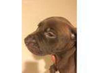 American Staffordshire Terrier Puppy for sale in Fountain, CO, USA