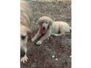 Golden Retriever Puppy for sale in Waycross, GA, USA