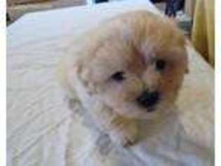Havanese Puppy for sale in Renton, WA, USA