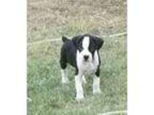 Boxer Puppy for sale in Cleburne, TX, USA