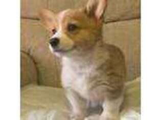 Pembroke Welsh Corgi Puppy for sale in Sparks, NV, USA