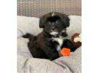 Shorkie Tzu Puppy for sale in Louise, TX, USA