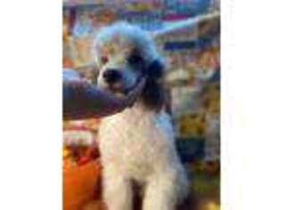 Mutt Puppy for sale in Lake Charles, LA, USA