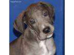 Great Dane Puppy for sale in Cincinnati, OH, USA