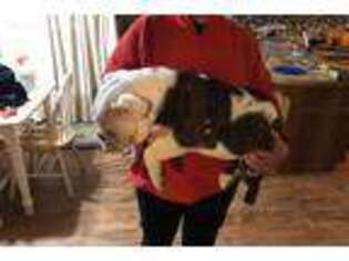 Bulldog Puppy for sale in Strafford, MO, USA