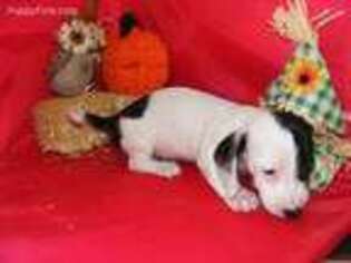 Dachshund Puppy for sale in Dayton, TN, USA
