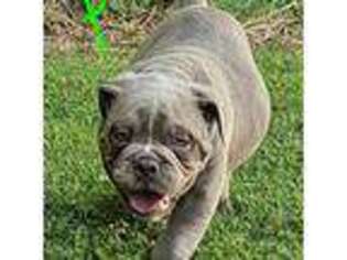 Olde English Bulldogge Puppy for sale in Williamsburg, KY, USA