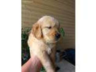 Golden Retriever Puppy for sale in Leakesville, MS, USA