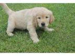 Golden Retriever Puppy for sale in Social Circle, GA, USA