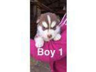 Siberian Husky Puppy for sale in Forest Grove, OR, USA
