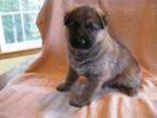 German Shepherd Dog Puppy for sale in Sandston, VA, USA