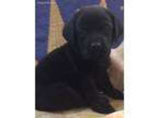 Labrador Retriever Puppy for sale in Dunnellon, FL, USA