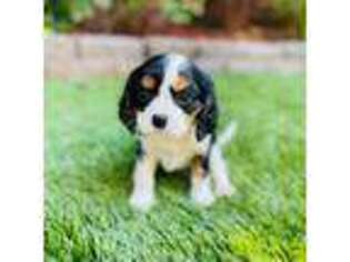 Cavalier King Charles Spaniel Puppy for sale in Lincoln, CA, USA