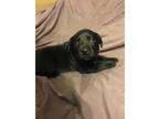 Labrador Retriever Puppy for sale in Macclenny, FL, USA