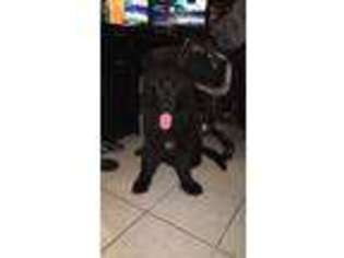 Newfoundland Puppy for sale in Varna, IL, USA
