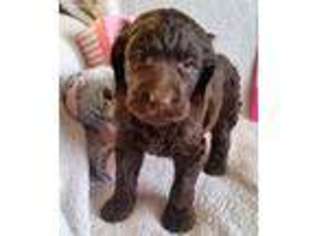 Mutt Puppy for sale in Owensville, MO, USA