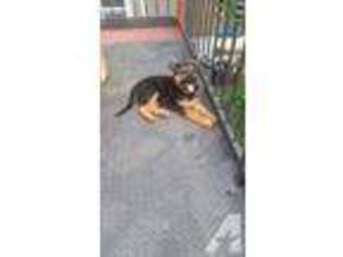 German Shepherd Dog Puppy for sale in STATEN ISLAND, NY, USA