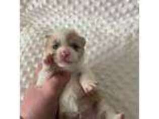 Pembroke Welsh Corgi Puppy for sale in Anderson, CA, USA