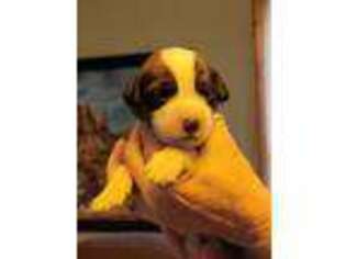 Saint Berdoodle Puppy for sale in Mc Leansboro, IL, USA
