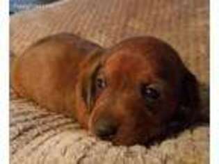 Dachshund Puppy for sale in Travelers Rest, SC, USA
