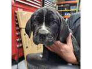 Cane Corso Puppy for sale in Port Neches, TX, USA