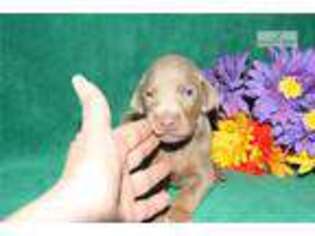 Doberman Pinscher Puppy for sale in Blacksburg, VA, USA