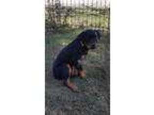Rottweiler Puppy for sale in Summerfield, NC, USA