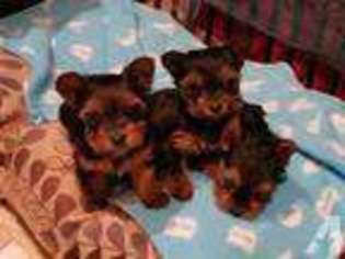 Yorkshire Terrier Puppy for sale in MOUNTAIN VIEW, CA, USA